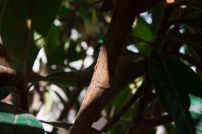 Low angle view of tree branch