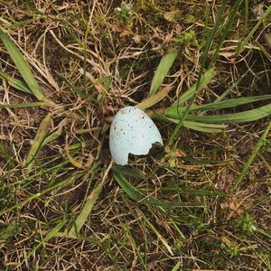 Close-up of ball on grass