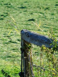 Close-up of lizard on field