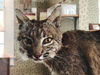 Close-up portrait of tabby cat