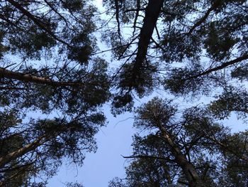 Low angle view of trees against sky