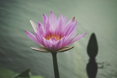 Close-up of pink lotus water lily