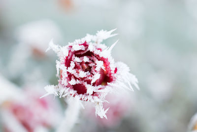 Close-up of flowers against blurred background