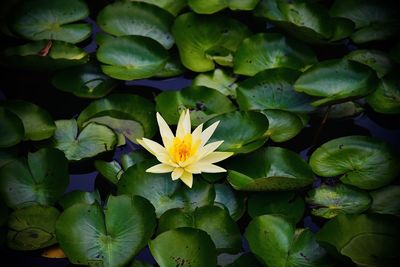 Close-up of water lily