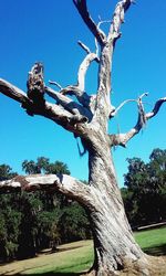 Low angle view of trees against clear blue sky