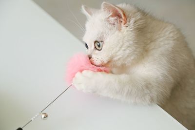 Close-up portrait of cat