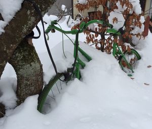 Close-up of snow covered plants