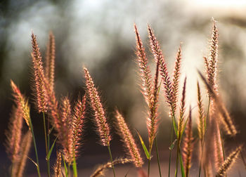 Close-up of stalks in field