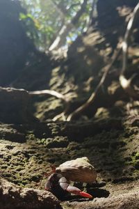 View of tree stump