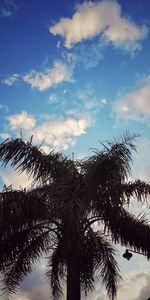 Low angle view of silhouette palm trees against blue sky