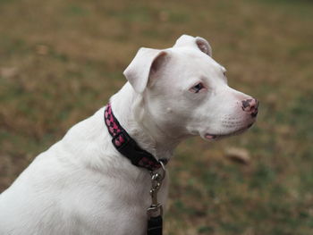 Close-up of dog looking away
