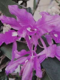 Close-up of purple flowers