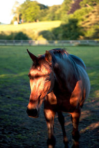 Horse standing in ranch