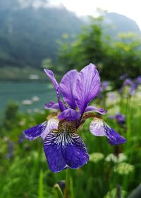 Close-up of purple iris