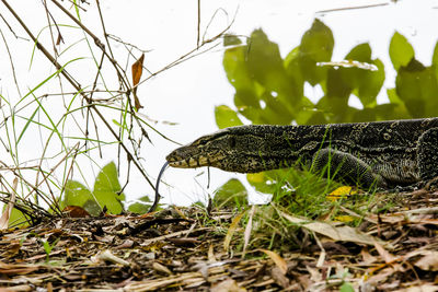 Water monitor lizard in the park