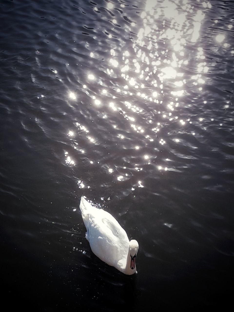 HIGH ANGLE VIEW OF BIRD SWIMMING ON LAKE