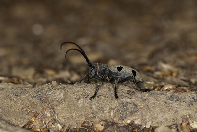 Close-up of insect on rock