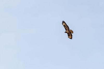 Low angle view of eagle flying in sky