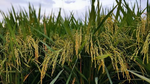 Close-up of plants growing on field