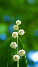 Close-up of white flowers
