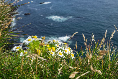 White flowering plants on field