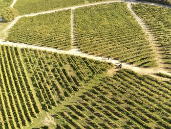 Scenic view of agricultural field