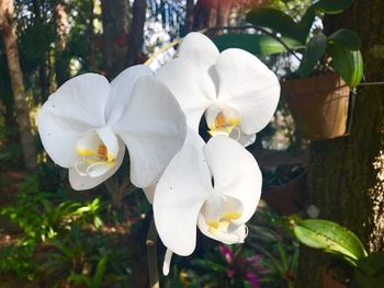 Close-up of white frangipani blooming on tree