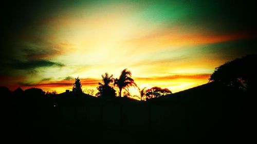 Silhouette of trees at sunset