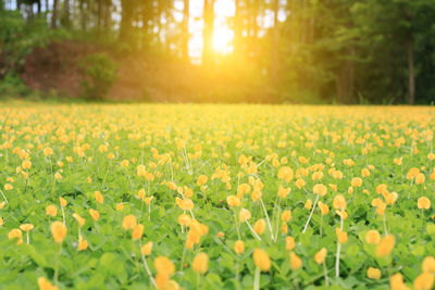 View of flowering plants on field during sunset