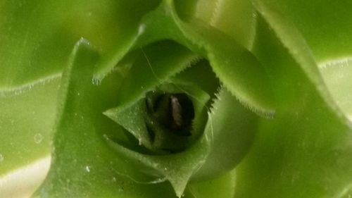 Close-up of green snake on plant