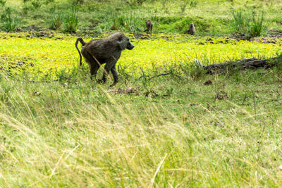 Lion walking on land