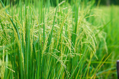 Closeup ear of rice in the field with blurred leaf of rice background