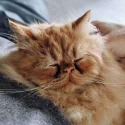 Close-up of a sleeping cat