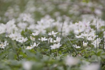 Close-up of flowers growing in field