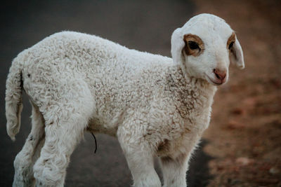 Sheep standing in a field