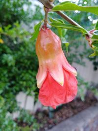 Close-up of red flower