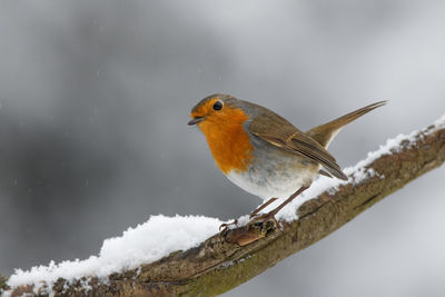 Bird perching on a snow