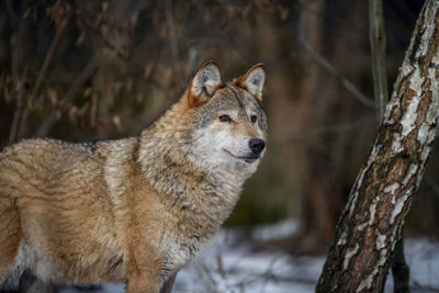 Close up wolf in winter forest background. animal in the nature habitat