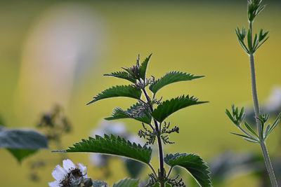 Close-up of flowering plant