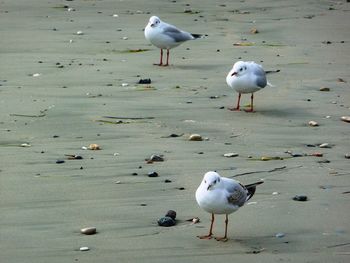 Seagulls on beach