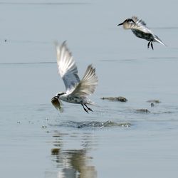 Seagull flying over the sea