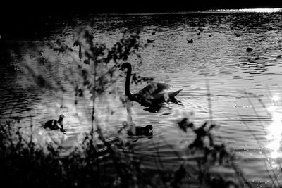 Ducks swimming in a lake