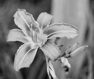 Close-up of day lily blooming outdoors