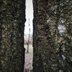 Close-up of tree trunk