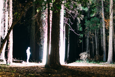 Trees in forest