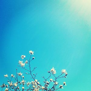Low angle view of flowers against blue sky