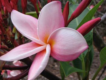 Close-up of flower