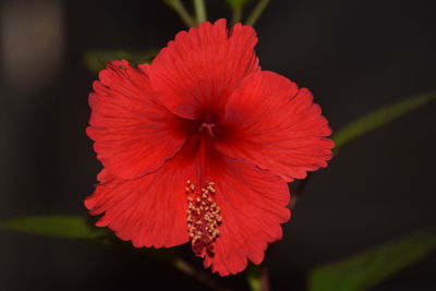 Close-up of red hibiscus flower