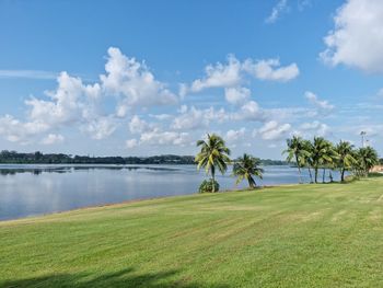 Scenic view of palm trees on land against sky