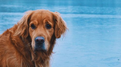 Close-up portrait of dog in water